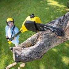 Best Commercial Tree Removal  in USA